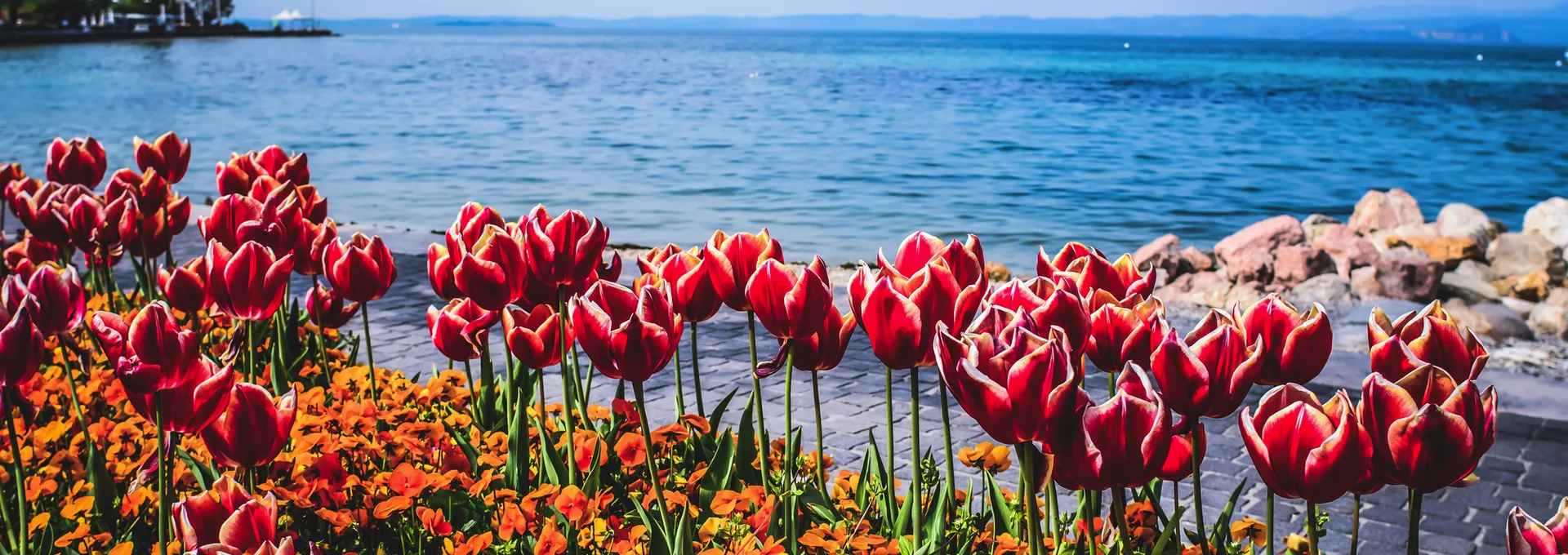 Rote Tulpen und orange Blumen am Seeufer mit blauem Wasser im Hintergrund.
