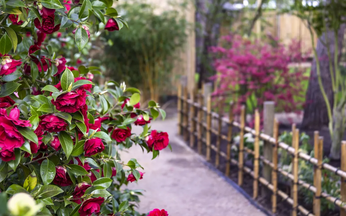 Blühende rote Blumen vor einem Gartenweg mit Bambuszaun.