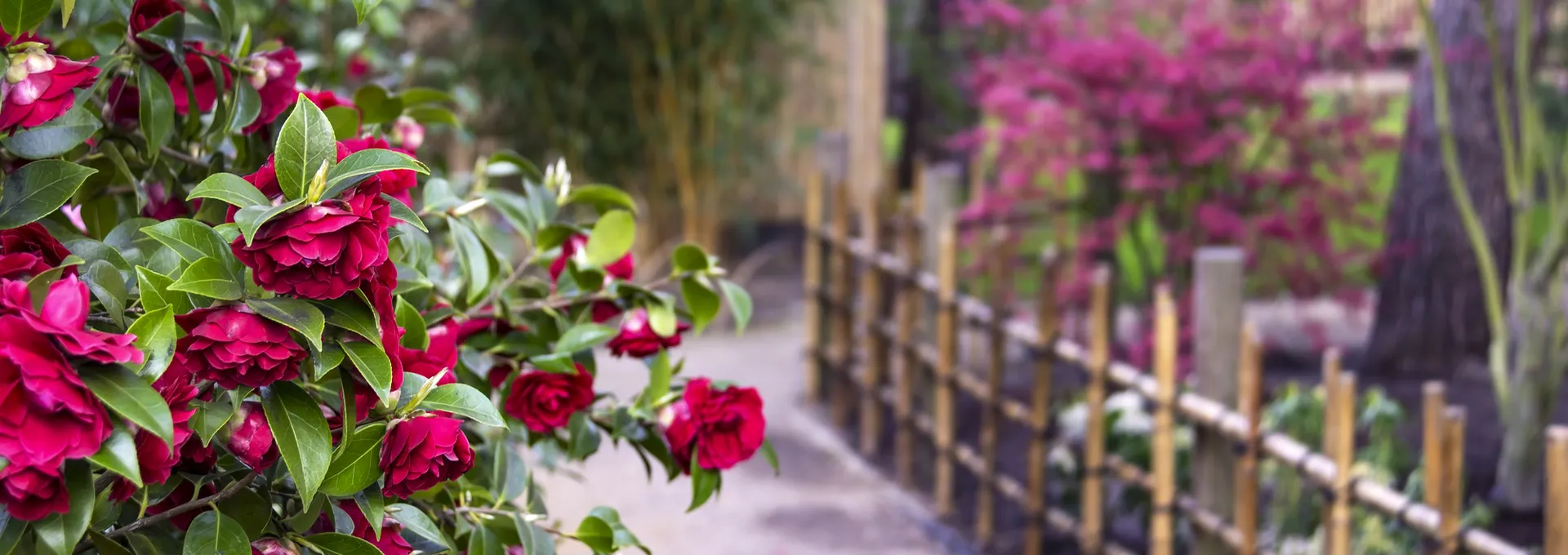 ©CeHa - stock.adobe.com Blühende rote Blumen vor einem Gartenweg mit Bambuszaun.