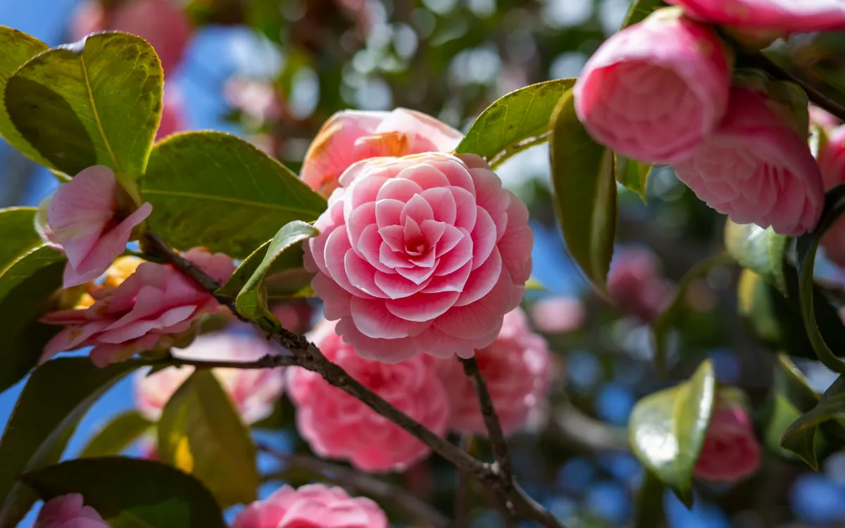 Rosa Kamelienblüte an einem Ast mit grünen Blättern im Sonnenlicht.