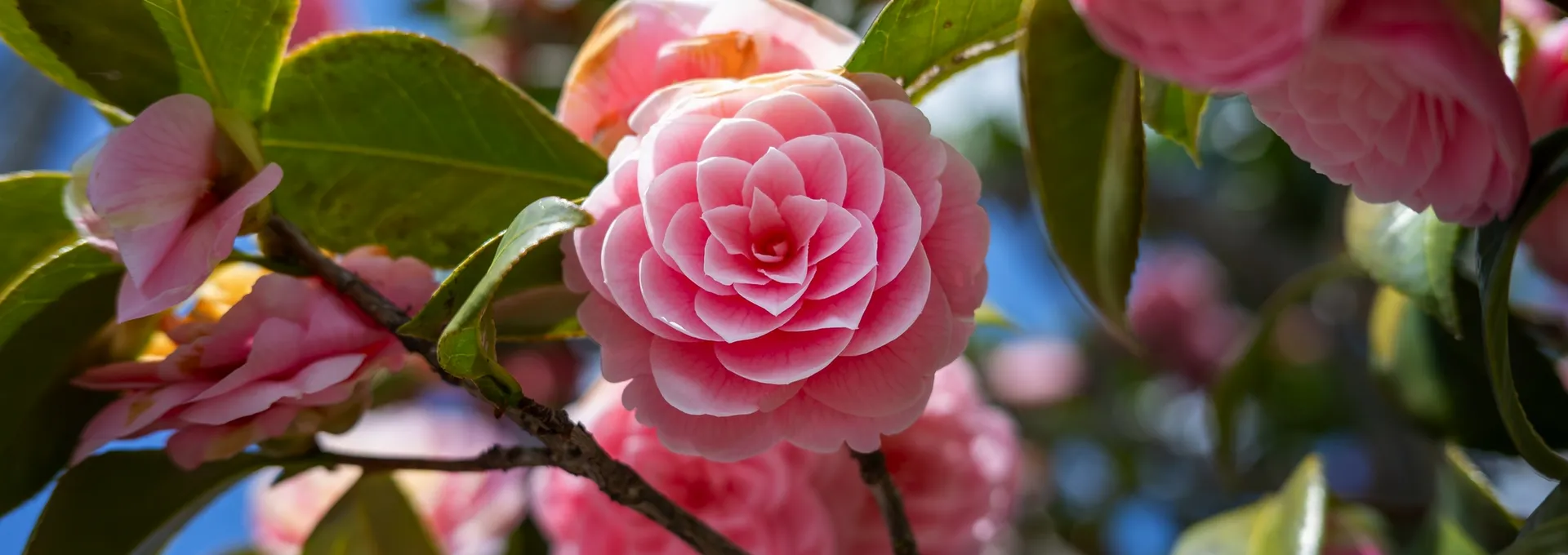 © It's Real Picture - stock.adobe.com Rosa Kamelienblüte an einem Ast mit grünen Blättern im Sonnenlicht.