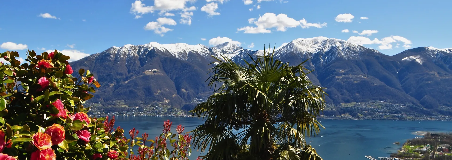 Kamelienblüte am Lago Maggiore